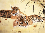 tiger